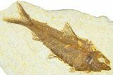 Detailed Fossil Fish (Knightia) - Wyoming #367464-1